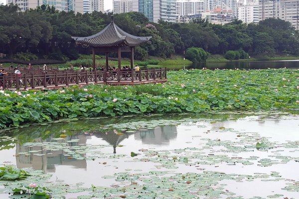 夏日花儿分外红，鸟儿三口戏荷塘